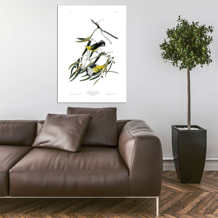 John James Audubon - Prothonotary Warbler