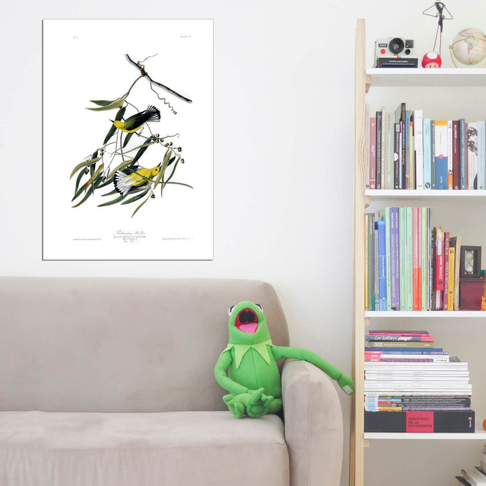 John James Audubon - Prothonotary Warbler
