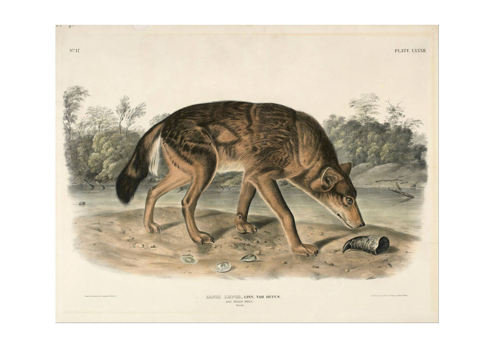 John James Audubon - Red Texas Wolf Canis Lupus