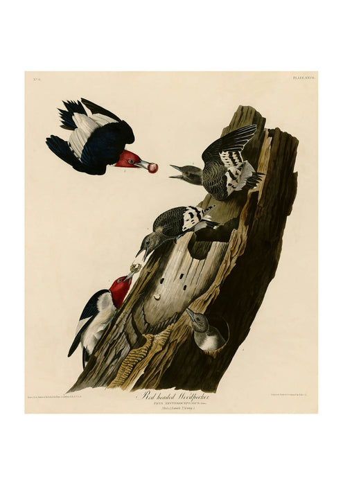 John James Audubon - Red headed Woodpecker