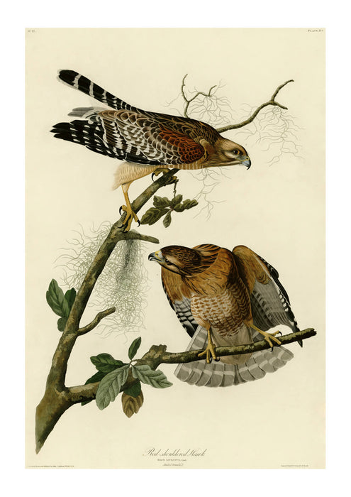 John James Audubon - Red shouldered Hawk