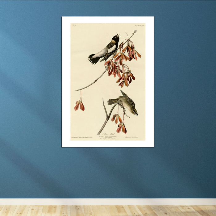 John James Audubon - Rice Bird