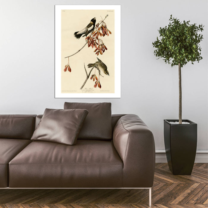 John James Audubon - Rice Bird
