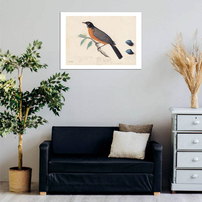 John James Audubon - Robin