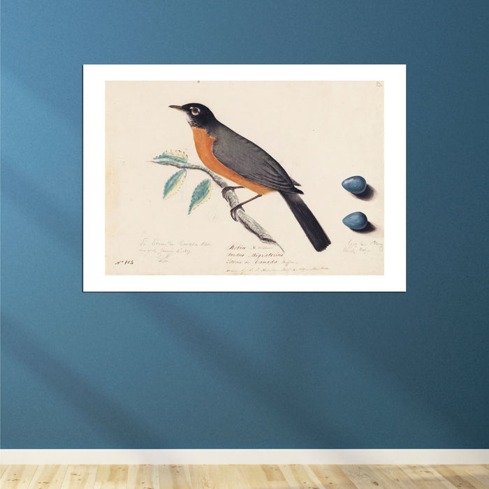 John James Audubon - Robin