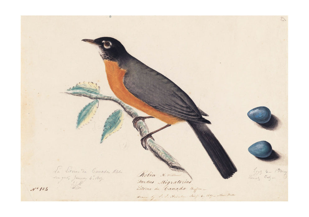 John James Audubon - Robin