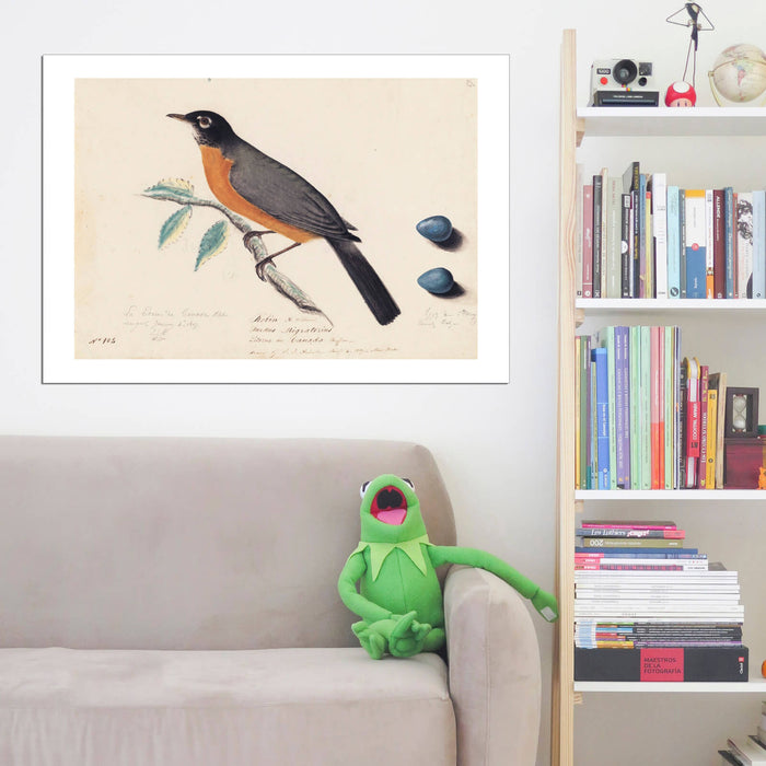 John James Audubon - Robin