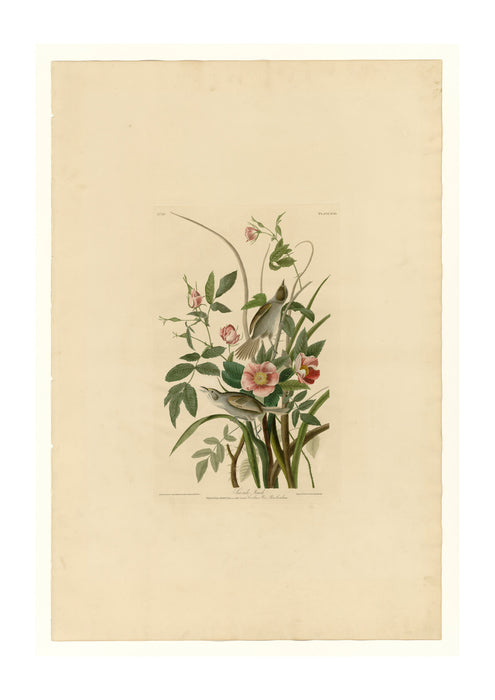 John James Audubon - Sea side Finch