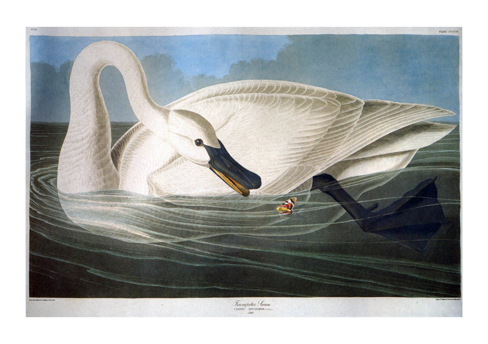 John James Audubon - Swan