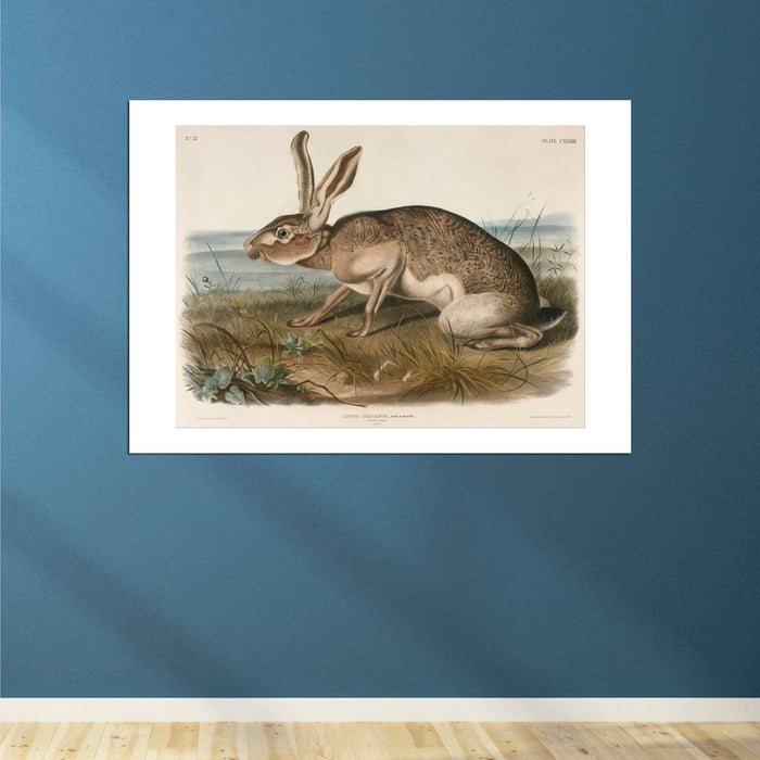 John James Audubon - Texian Hare Lepus Texianus