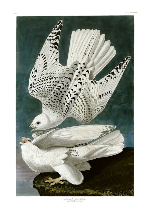 John James Audubon - White Dove