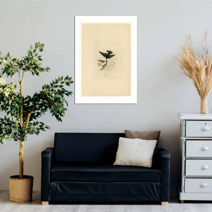 John James Audubon - White bellied Swallow