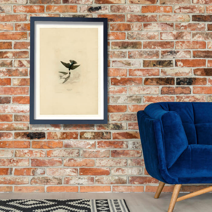 John James Audubon - White bellied Swallow