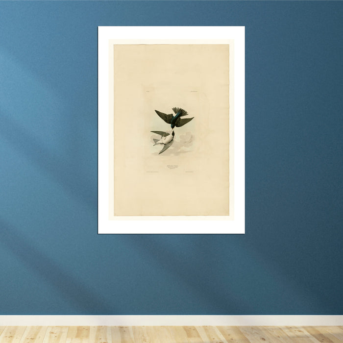 John James Audubon - White bellied Swallow