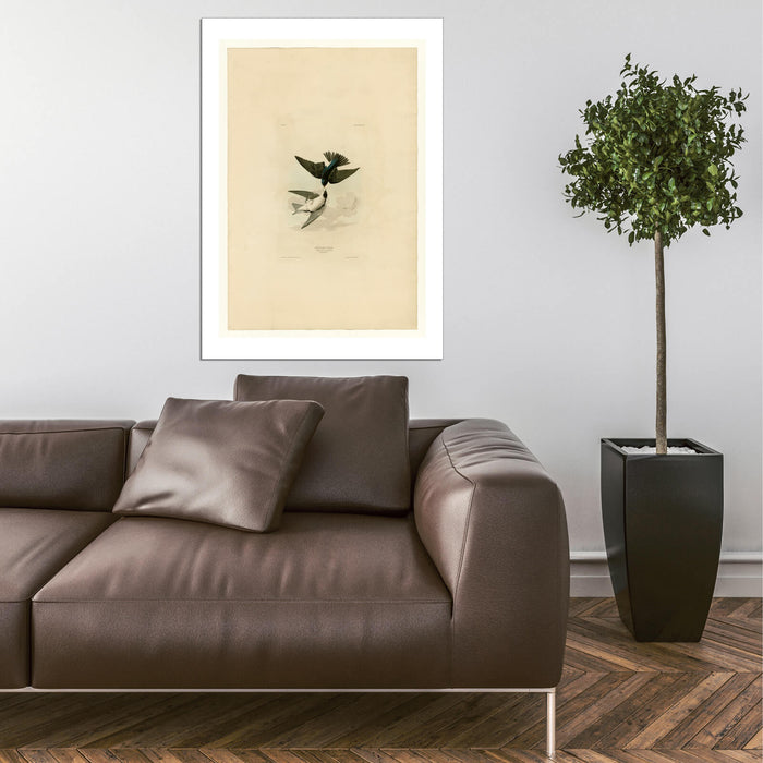 John James Audubon - White bellied Swallow