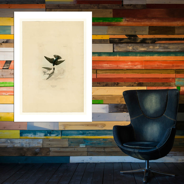 John James Audubon - White bellied Swallow