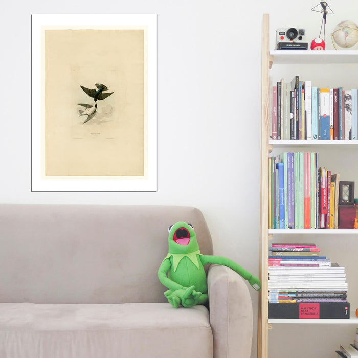 John James Audubon - White bellied Swallow