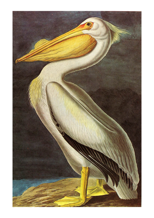 John James Audubon Pelican