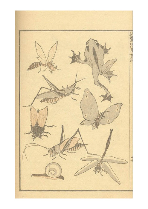 Katsushika Hokusai - Hokusai Insects Snail Frog