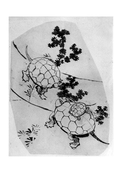 Katsushika Hokusai - Turtles