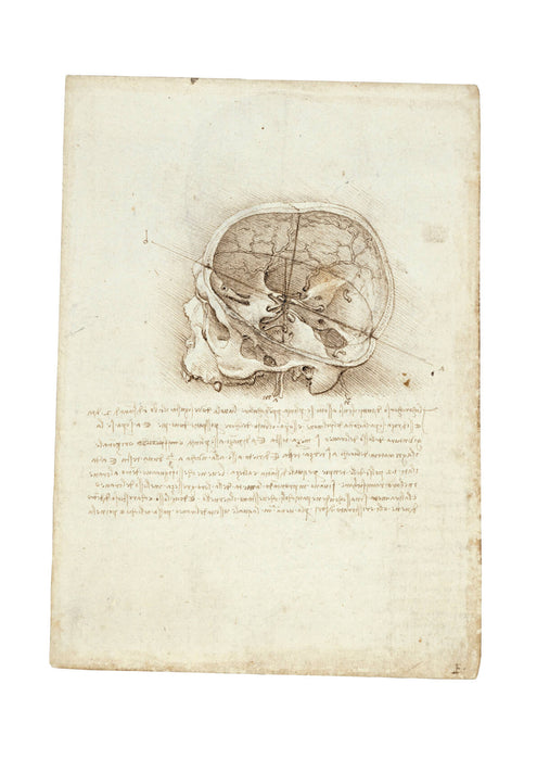 Leonardo Da Vinci - Anatomic Painting Of Skull