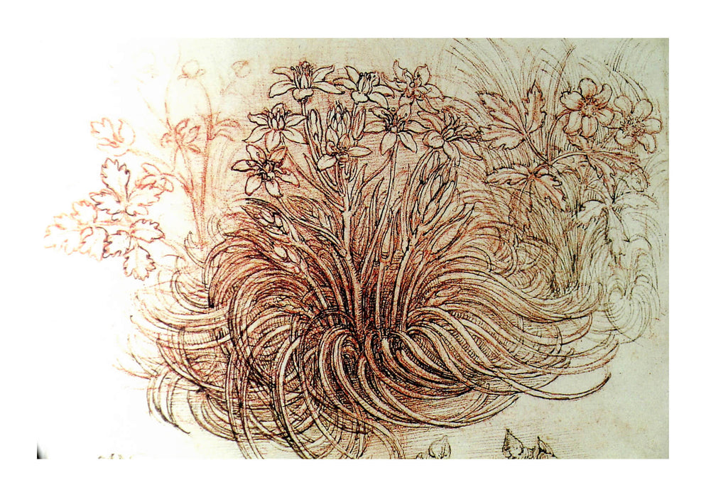 Leonardo Da Vinci - Blumen