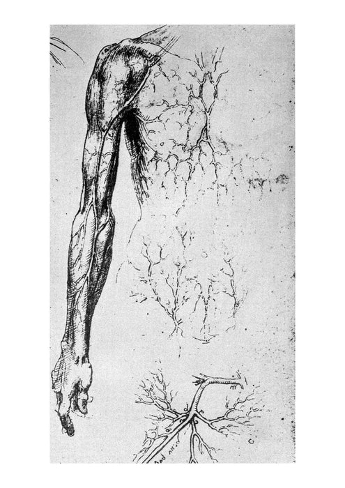 Leonardo Da Vinci - Fig 55 The Anatomist