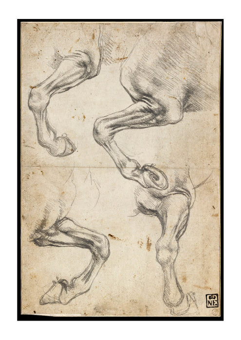 Leonardo Da Vinci - Studies of Horse's Leg