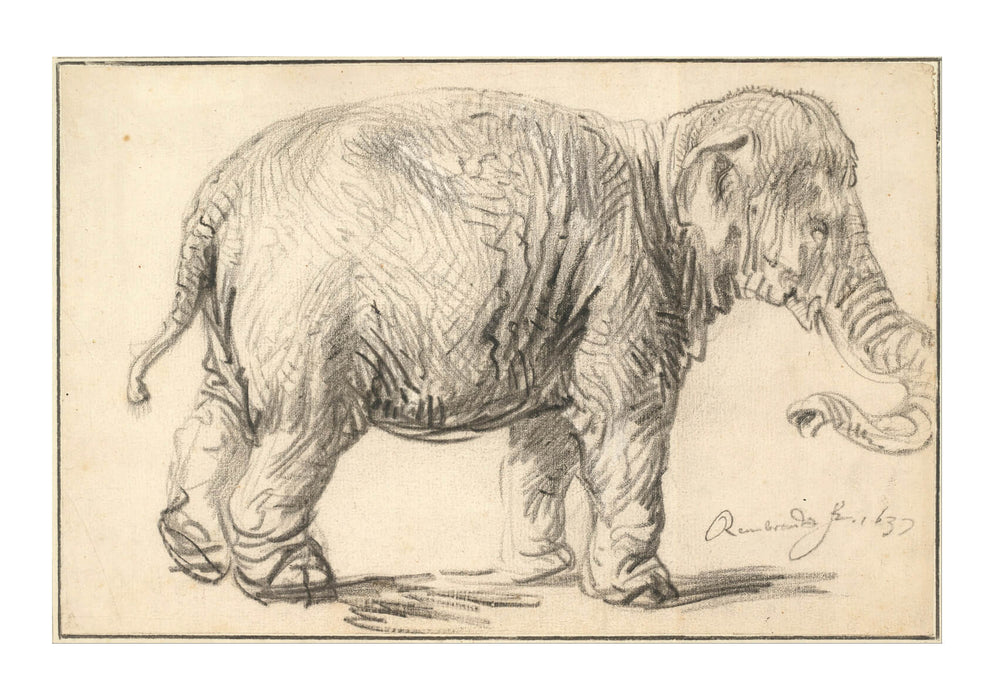 Rembrandt Harmenszoon van Rijn - An Elephant 1637