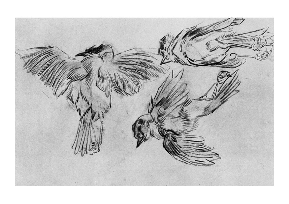 Vincent Van Gogh - Studies of a Dead Sparrow, 1885