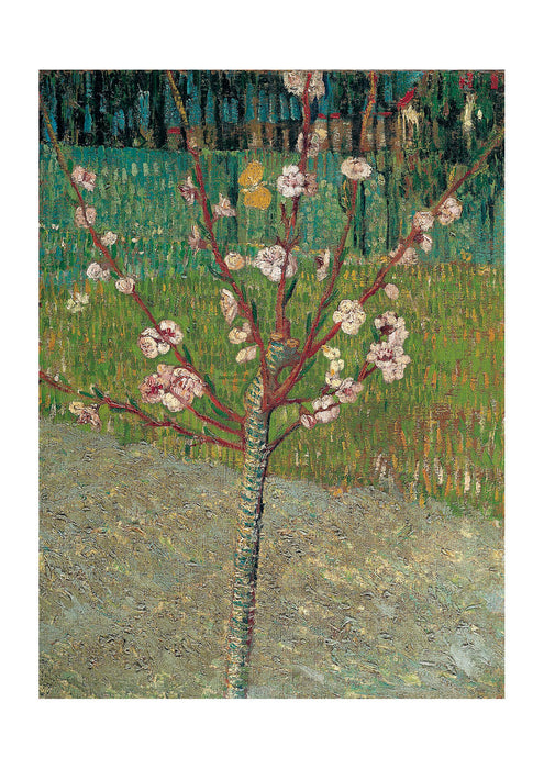 Vincent Van Gogh Almond Tree in Blossom, 1888