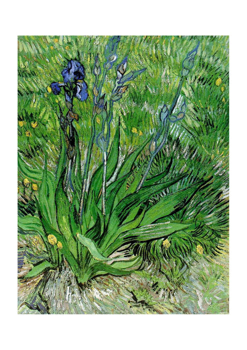 Vincent Van Gogh The Iris, 1889